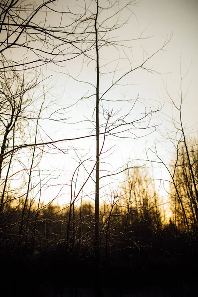 Zimní Les Neobvyklé Siluety Stromů Kroutících Větví Barva Krajiny Fotografie — Stock fotografie