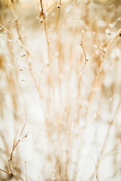 Beautiful Landscape Winter Color Photo Plants Snow Delicate Stems Dried — Stock Photo, Image