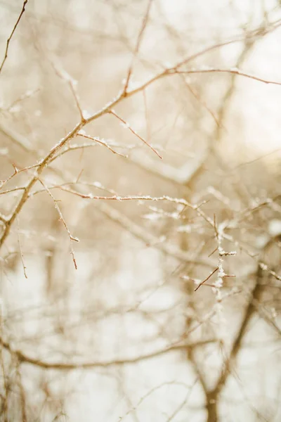 雪の中で植物の美しい風景冬の色の写真 乾燥した花の繊細な茎を閉じる — ストック写真