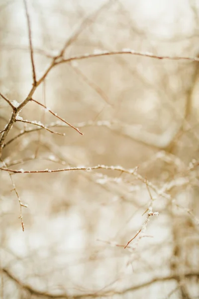 Piękny Krajobraz Zimowy Kolor Zdjęcie Roślin Śniegu Delikatne Łodygi Suszonych — Zdjęcie stockowe