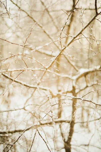 Floresta Inverno Silhuetas Incomuns Árvores Ramos Torcidos Fotografia Paisagem Cor — Fotografia de Stock