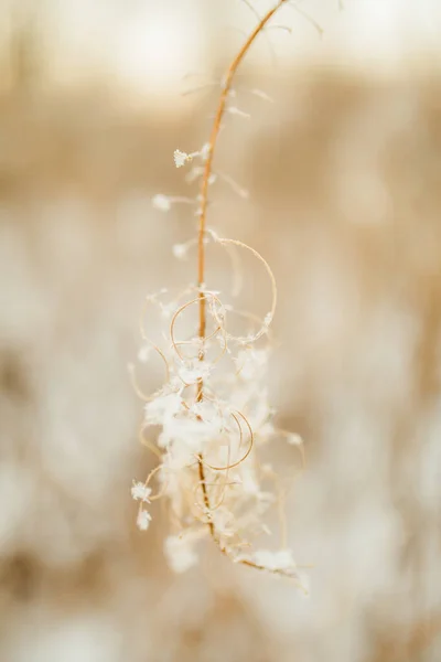 Όμορφο Τοπίο Χειμώνα Έγχρωμη Φωτογραφία Των Φυτών Στο Χιόνι Λεπτοί — Φωτογραφία Αρχείου