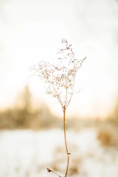 Bela Paisagem Cor Inverno Foto Plantas Neve Hastes Delicadas Flores — Fotografia de Stock