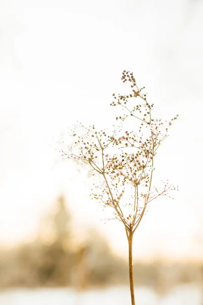 Beautiful Landscape Winter Color Photo Plants Snow Delicate Stems Dried — Stock Photo, Image