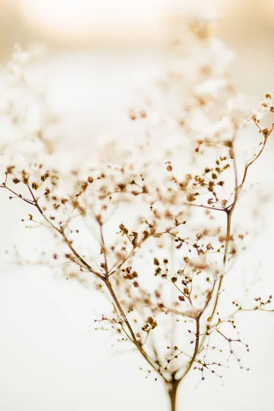 Красивий Пейзаж Зимового Кольору Фото Рослин Снігу Ніжні Стебла Сухоцвітів — стокове фото
