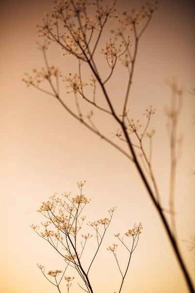 雪の中で植物の美しい風景冬の色の写真 乾燥した花の繊細な茎を閉じる — ストック写真