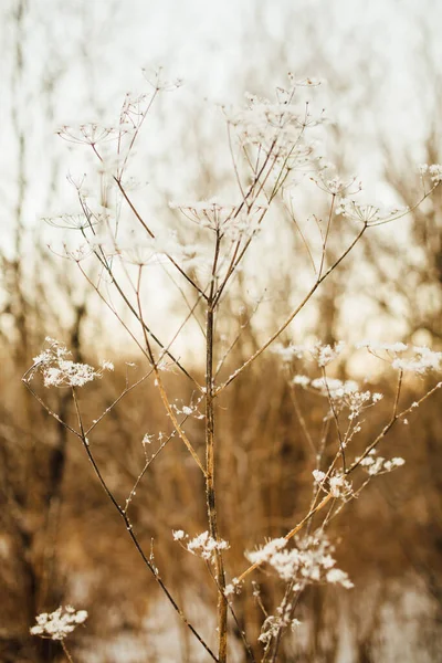 雪の中で植物の美しい風景冬の色の写真 乾燥した花の繊細な茎を閉じる — ストック写真