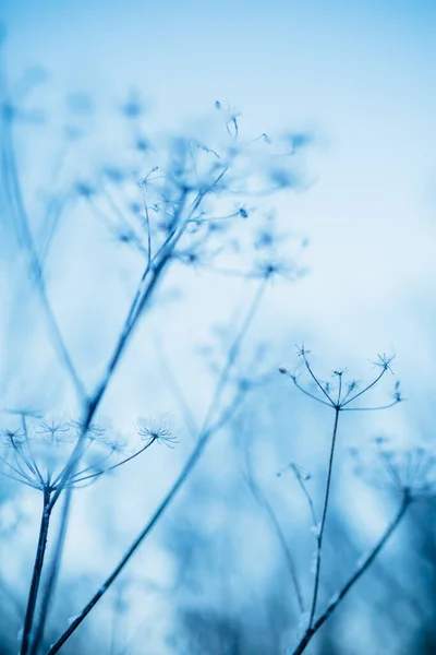 Paisagem Inverno Colorido Plantas Cobertas Neve Azul Close Maravilhosa Fotografia — Fotografia de Stock