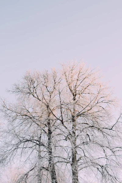 Зимний Парк Рано Утром Красивые Морозы Деревьях Нежных Лучах Солнца — стоковое фото