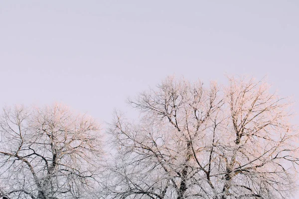 Winter Park Early Morning Beautiful Frost Trees Gentle Rays Sun — Stock Photo, Image