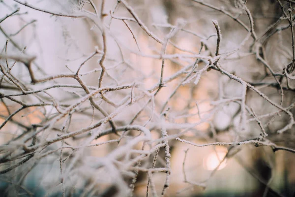 冬季植物景观特写 森林中植物的雪花 冬季自然宏观摄影 — 图库照片