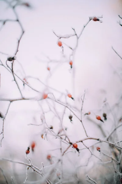 Winter plant landscape close-up. Snowflakes on plants in the forest, macro photography of winter nature