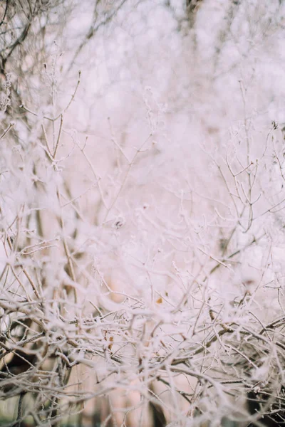 Winter Plantenlandschap Close Sneeuwvlokken Planten Het Bos Macro Fotografie Van — Stockfoto