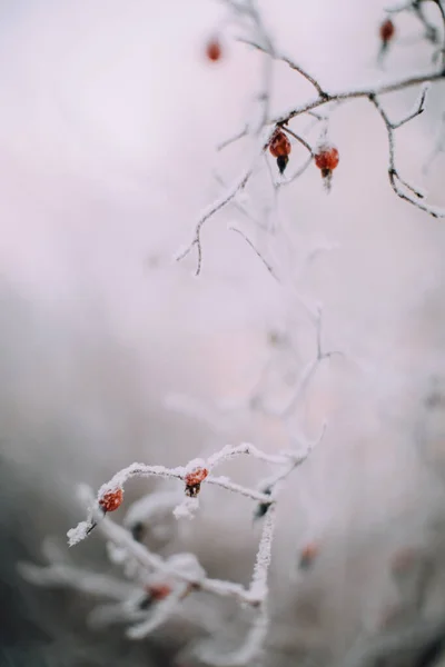 Panorama Vegetale Invernale Primo Piano Fiocchi Neve Sulle Piante Nella — Foto Stock