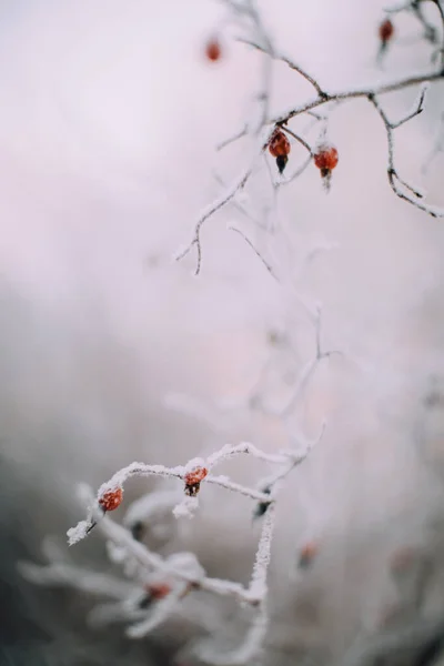 Winter Plantenlandschap Close Sneeuwvlokken Planten Het Bos Macro Fotografie Van — Stockfoto