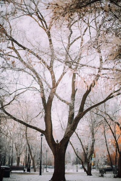 Winter Park Início Manhã Bela Geada Nas Árvores Nos Raios — Fotografia de Stock