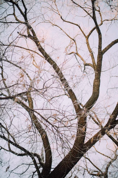 Winter Park Early Morning Beautiful Frost Trees Gentle Rays Sun — Stock Photo, Image