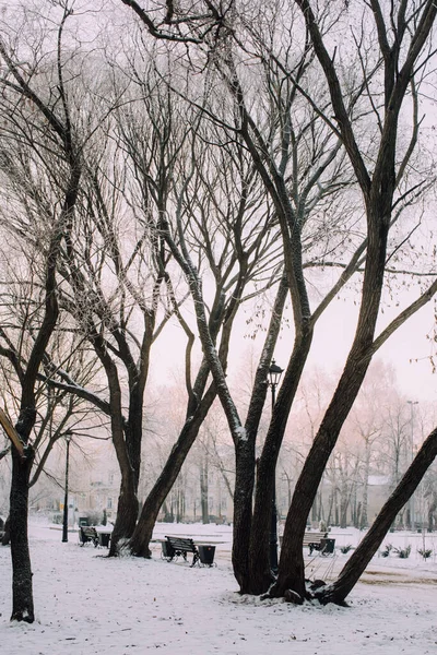 Winter Park Início Manhã Bela Geada Nas Árvores Nos Raios — Fotografia de Stock