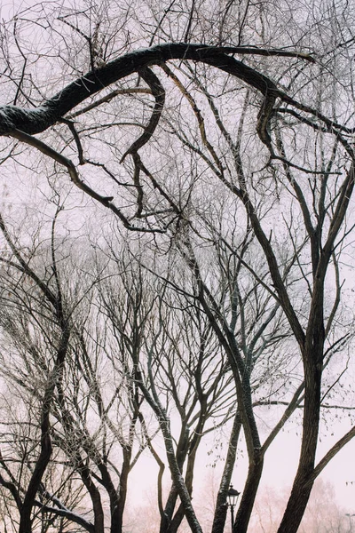 Vinterparken Tidigt Morgonen Vacker Frost Träden Solens Milda Strålar Förtjusande — Stockfoto