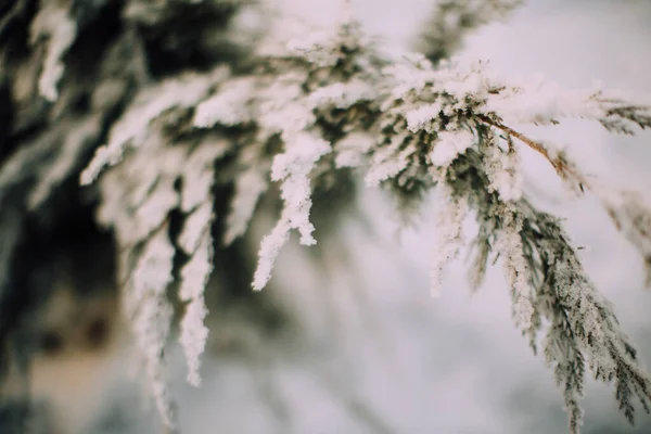 Winter plant landscape close-up. Snowflakes on plants in the forest, macro photography of winter nature