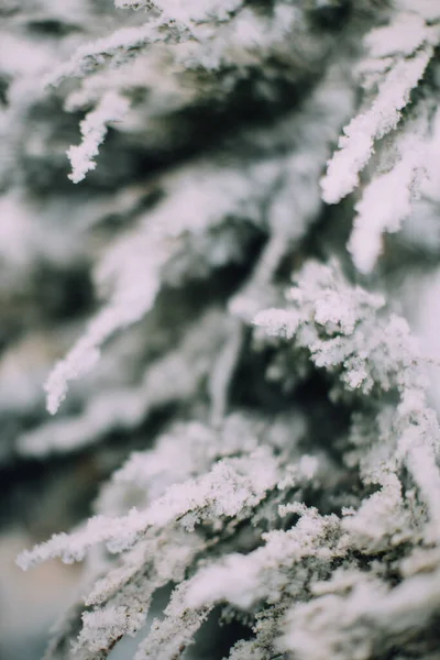 Zimowy Krajobraz Roślin Zbliżenie Płatki Śniegu Roślinach Lesie Makro Fotografia — Zdjęcie stockowe