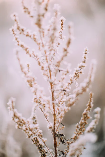 Winter Plantenlandschap Close Sneeuwvlokken Planten Het Bos Macro Fotografie Van — Stockfoto