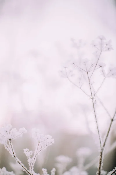 Winter plant landscape close-up. Snowflakes on plants in the forest, macro photography of winter nature