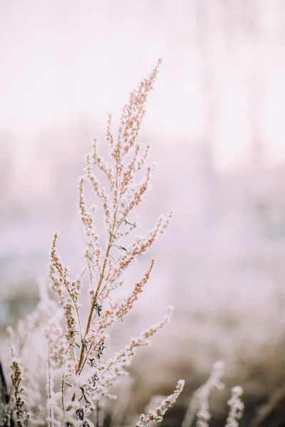 Winter plant landscape close-up. Snowflakes on plants in the forest, macro photography of winter nature