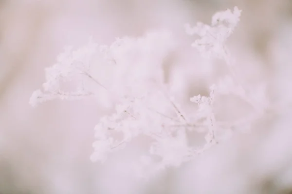 Winter plant landscape close-up. Snowflakes on plants in the forest, macro photography of winter nature