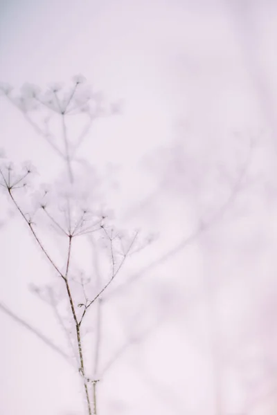 Χειμερινό Τοπίο Φυτών Γκρο Πλαν Νιφάδες Χιονιού Φυτά Στο Δάσος — Φωτογραφία Αρχείου