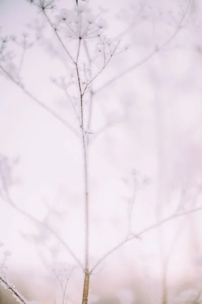 Zimní Rostlinná Krajina Zblízka Sněhové Vločky Rostlinách Lese Makrofotografie Zimní — Stock fotografie