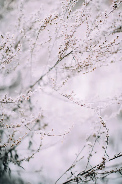 冬季植物景观特写 森林中植物的雪花 冬季自然宏观摄影 — 图库照片