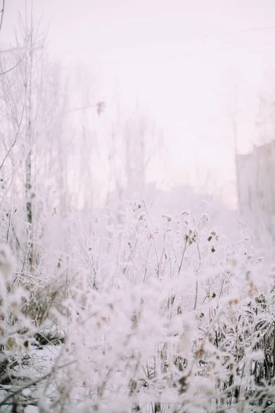 Inverno Paisagem Planta Close Flocos Neve Plantas Floresta Macrofotografia Natureza — Fotografia de Stock