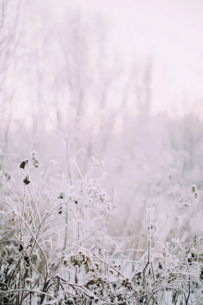 Winter Plantenlandschap Close Sneeuwvlokken Planten Het Bos Macro Fotografie Van — Stockfoto