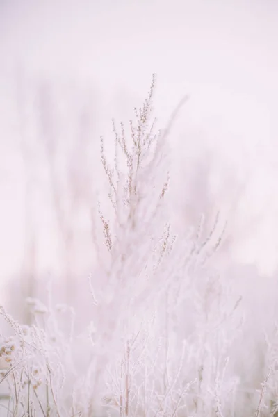 冬季植物景观特写 森林中植物的雪花 冬季自然宏观摄影 — 图库照片