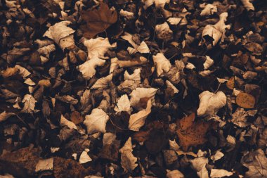 Sonbahar renklerinde doğa ayrıntıları. Kuru çimenlerin üzerine düşmüş sarı yapraklar.