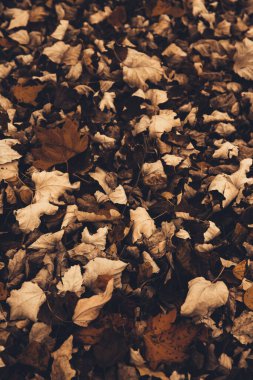 Sonbahar renklerinde doğa ayrıntıları. Kuru çimenlerin üzerine düşmüş sarı yapraklar.