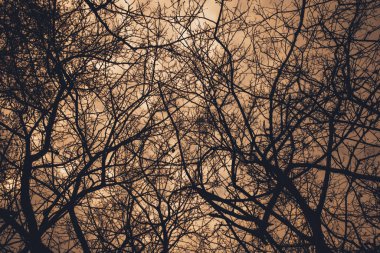Manzara rengi fotoğrafı, gökyüzündeki ağaç dallarının siluetleri.