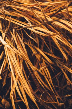 Sonbahar renklerinde doğa ayrıntıları. Kuru çimenlerin üzerine düşmüş sarı yapraklar.