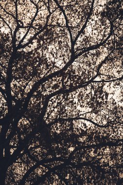 Manzara rengi fotoğrafı, gökyüzündeki ağaç dallarının siluetleri.