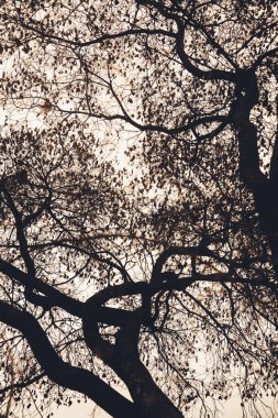 Manzara rengi fotoğrafı, gökyüzündeki ağaç dallarının siluetleri.