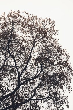 Manzara rengi fotoğrafı, gökyüzündeki ağaç dallarının siluetleri.