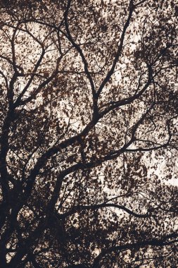 Manzara rengi fotoğrafı, gökyüzündeki ağaç dallarının siluetleri.