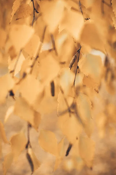 Folhas Vidoeiro Amarelas Foto Cores Folhas Uma Árvore Outono — Fotografia de Stock