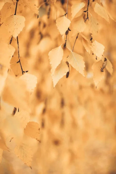 Gelbe Birkenblätter Farbfoto Von Blättern Einem Baum Herbst — Stockfoto