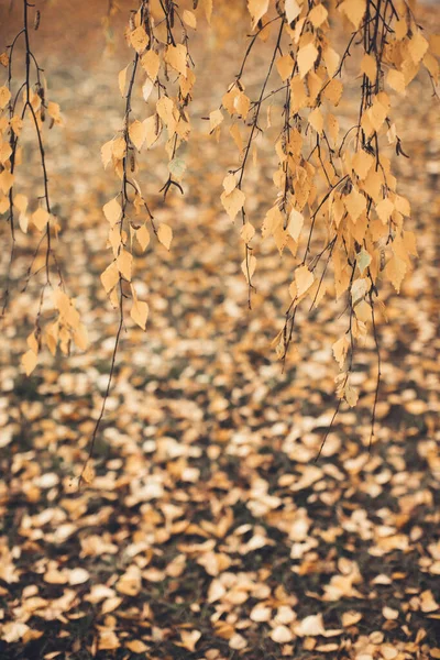 Gelbe Birkenblätter Farbfoto Von Blättern Einem Baum Herbst — Stockfoto