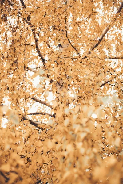 Gelbe Birkenblätter Farbfoto Von Blättern Einem Baum Herbst — Stockfoto