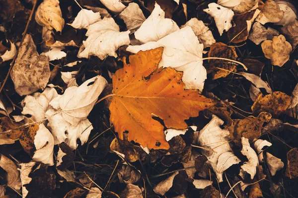 Paisagem Cor Outono Detalhes Natureza Folhas Amarelas Caídas Grama Seca — Fotografia de Stock