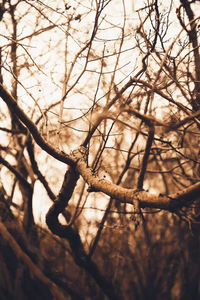 Foto Color Paisaje Siluetas Ramas Árboles Cielo — Foto de Stock