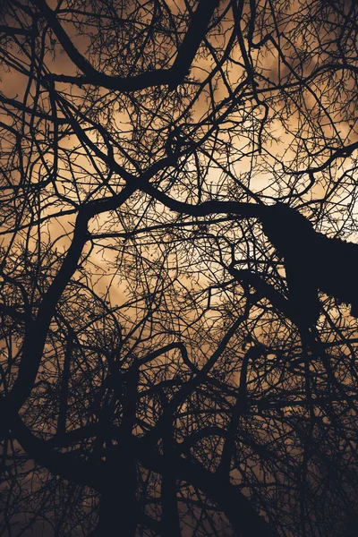 Landskap Färg Foto Silhuetter Träd Grenar Himlen — Stockfoto